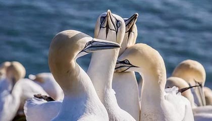 文班亚马22分14板2助 NBA马刺116-106雷霆