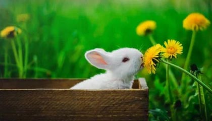 足球直播-三名辽宁女篮球员入围WCBA全明星候选名单